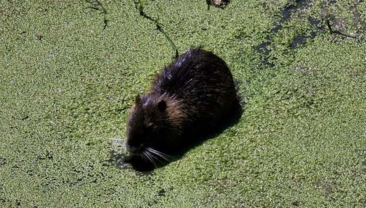 Fare sandılar, su maymunu çıktı: Havsa’da ilginç görüntüler