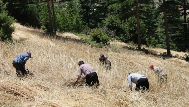 Feke’de hasat geleneksel yöntemler ile başladı:  Sarp yamaçlarda yetişiyor…