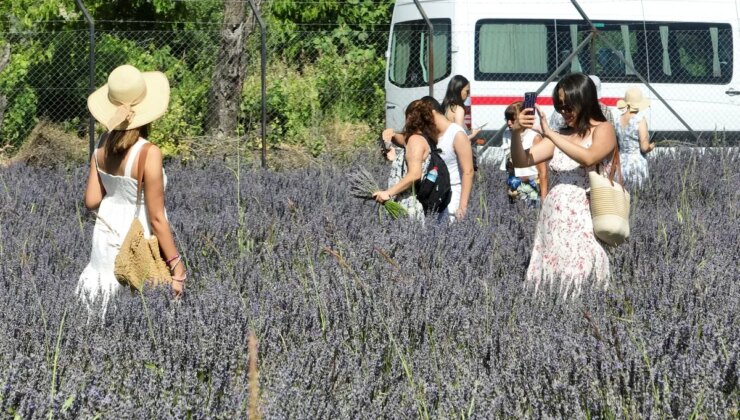 Fethiye’de hasat dördünce kez başladı