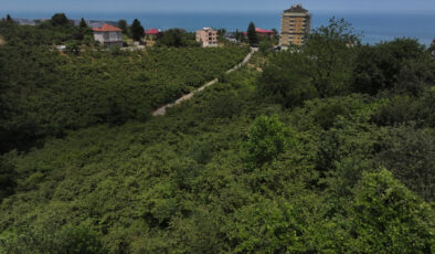 Fındık mevsimi geldi: Hasat öncesi ‘kritik hazırlıklar’ yoğunlaştı