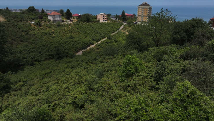 Fındık mevsimi geldi: Hasat öncesi ‘kritik hazırlıklar’ yoğunlaştı