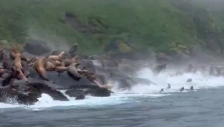 Fok balıkları depremden böyle kaçtı