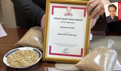 Geçmişi 10 bin yıla dayanan Ardahan kavılca buğdayı, coğrafi işaret tescili aldı: Ata’nın yaşattığı buğday