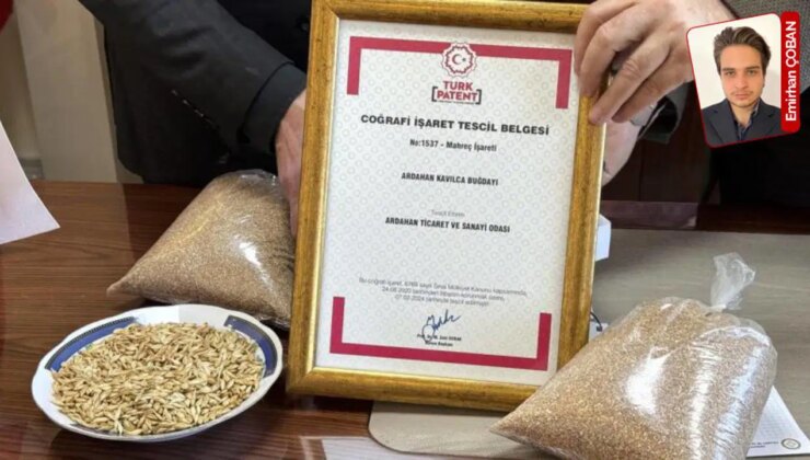 Geçmişi 10 bin yıla dayanan Ardahan kavılca buğdayı, coğrafi işaret tescili aldı: Ata’nın yaşattığı buğday
