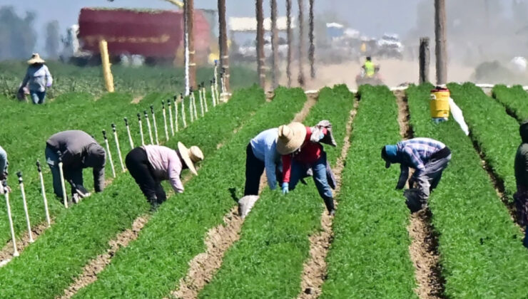 Göçmenlerin sınır dışı edildiği ABD’de tarım krizi