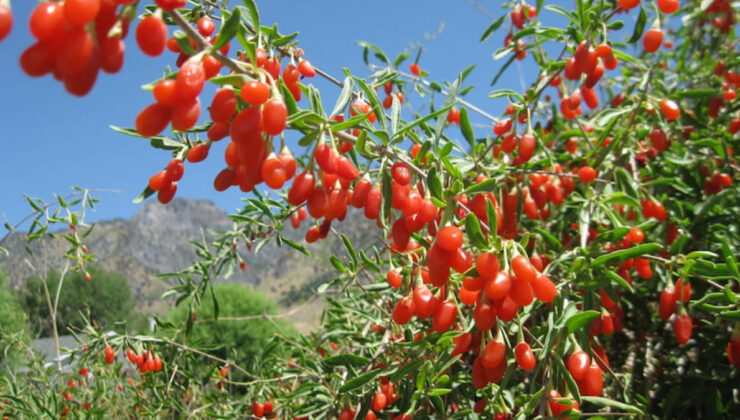 Goji berry nedir? Goji berry faydaları nelerdir?