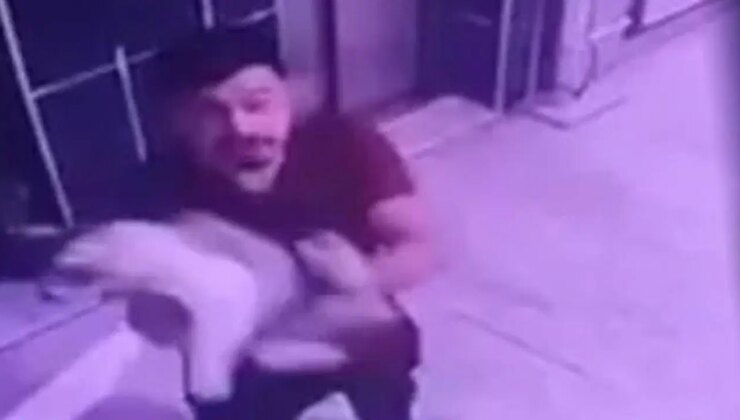 Hamile kediyi yere fırlatan kişiye gözaltı