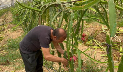 Hasadı Alanya’da başladı: 700 dönüm arazide üretiliyor! Fiyatı ile üreticinin yüzünü güldürüyor…