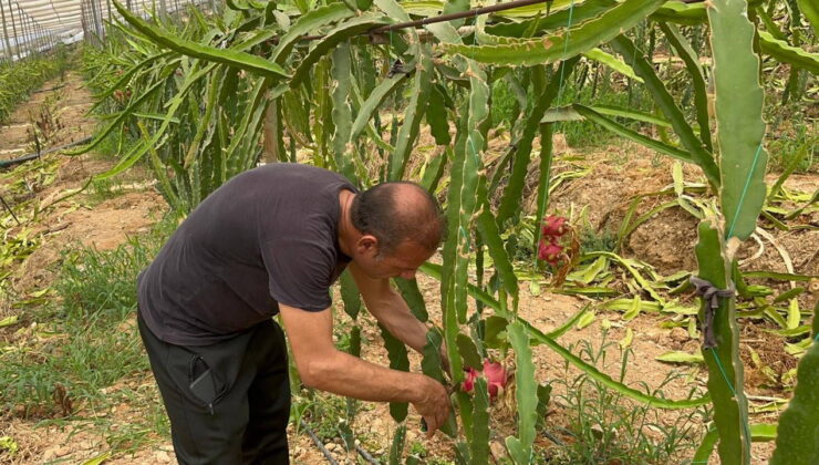 Hasadı Alanya’da başladı: 700 dönüm arazide üretiliyor! Fiyatı ile üreticinin yüzünü güldürüyor…