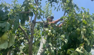 Hasadı hızlandı: Dalında 40 TL!