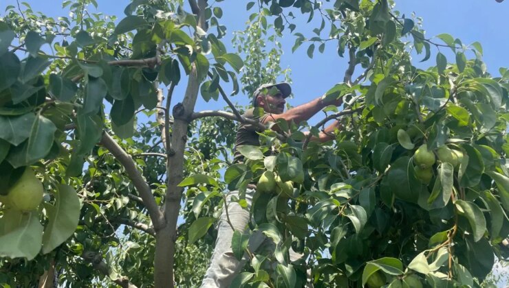 Hasadı hızlandı: Dalında 40 TL!