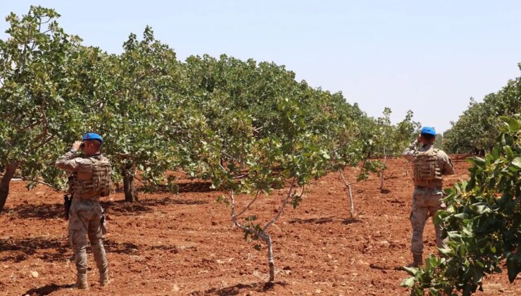 Hasat dönemi başladı: Yeşil altın için jandarma nöbette!