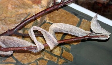 Hastalıklara iyi geldiğine inanıyorlar: Yılan derisine ilginç talep!