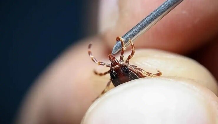 Hastaneye gitti… Karnına yapışan kene ile karşılaştı!