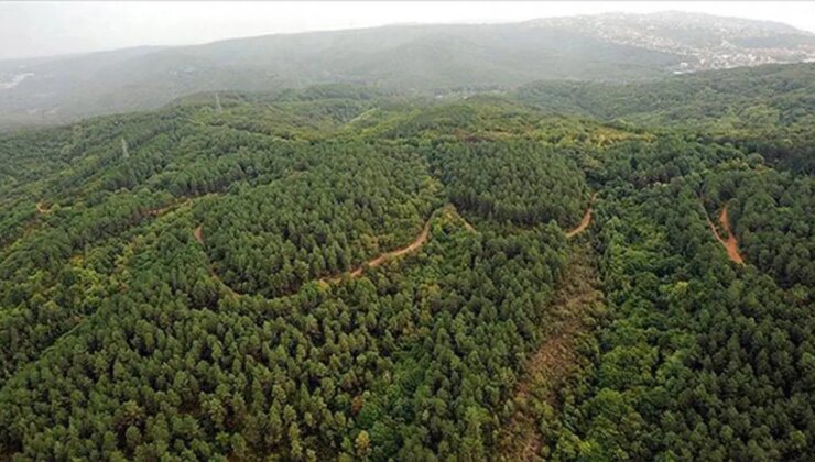 Hatay’da ormanlık alanlara girişler yasaklandı