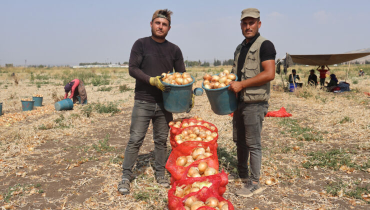 Hatay’ın Amik Ovası’nda soğan hasadı sürüyor