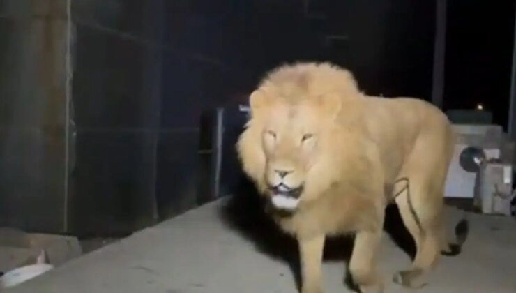 Hayvanat bahçesinden kaçmış, 1 kişiyi yaralamıştı: Aslan Zeus hayat arkadaşını kaybetmiş…