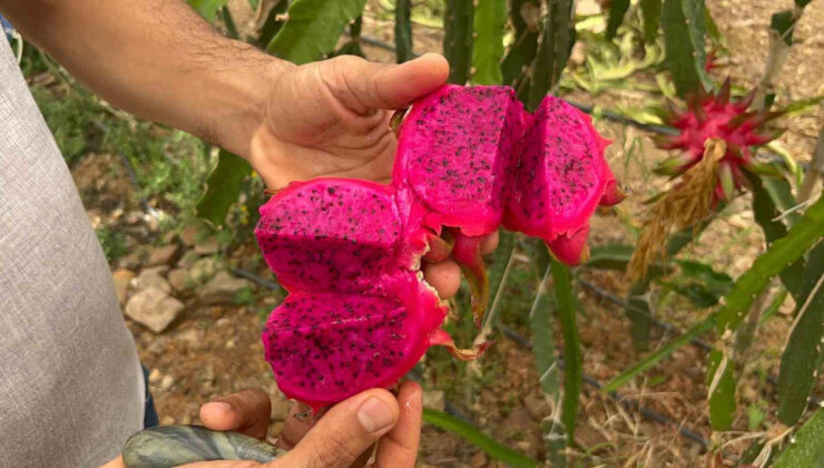 Hem adıyla hem faydasıyla şaşırtıyor: Hasat başladı! Kilosu 200 TL…