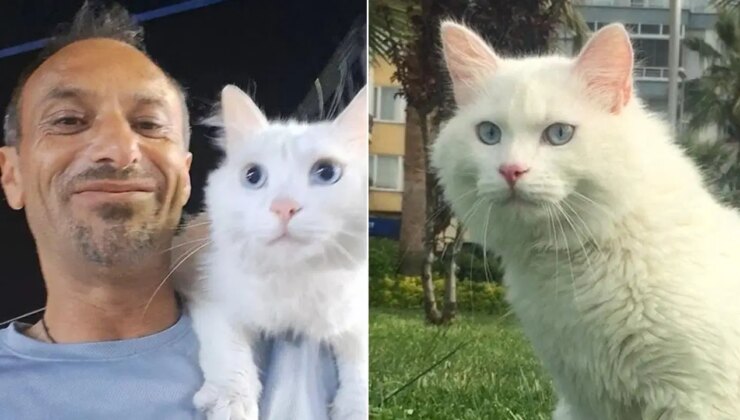 Her yerde kedisini arıyor: Bulana 10 bin lira verecek
