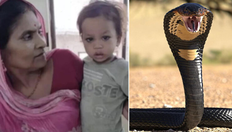 Hindistan’da iki yaşındaki çocuk kobra yılanını ısırarak öldürdü