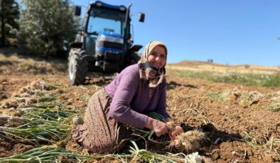 İçerdiği selenyum oranıyla dünyaca ünlü! Hasadı 20 gün sürecek…
