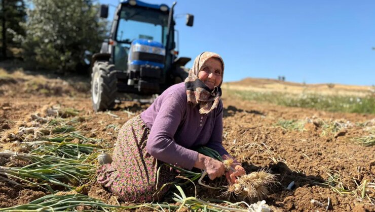 İçerdiği selenyum oranıyla dünyaca ünlü! Hasadı 20 gün sürecek…