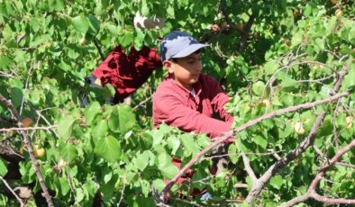 Iğdır Ovası’nda hasat tamamlandı: 40 bin ton rekolte elde edildi…