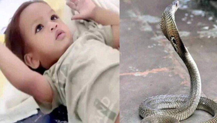 İki yaşındaki çocuk, kobrayı ısırarak öldürdü