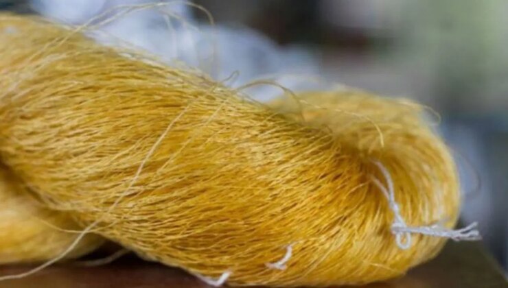 İmparatorların altın ipeği geri döndü: 2 bin yıl sonra yeniden hayat buldu