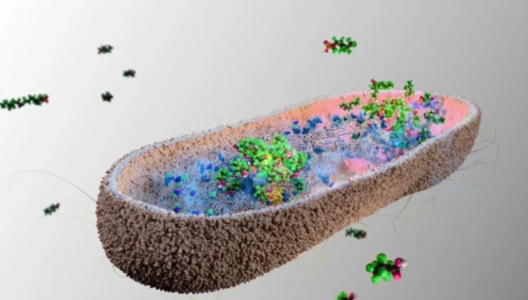 İnatçı kimyasallarla savaşan bağırsak bakterisi