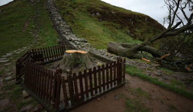 İngiltere’nin ikonik ağacını kesen 2 kişiye hapis cezası