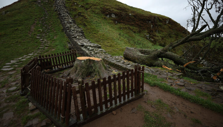 İngiltere’nin ikonik ağacını kesen 2 kişiye hapis cezası