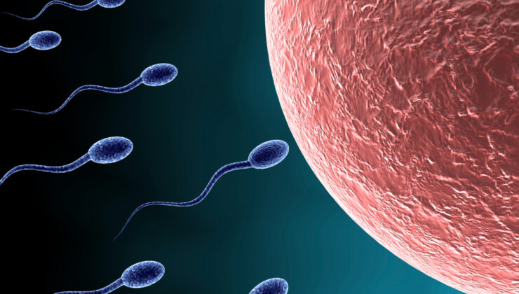 İnsan spermi ve yumurtası yakında laboratuvarlarda yetiştirilebilir