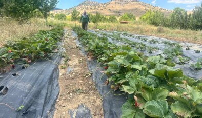 Isparta’nın yaylalarında yetişiyor: Hasadı başladı!