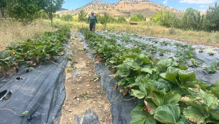 Isparta’nın yaylalarında yetişiyor: Hasadı başladı!