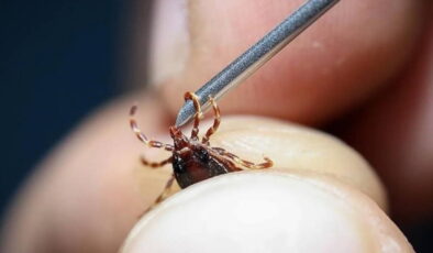 İstanbul’da kene var mı? İstanbul’daki keneler zararlı mı?