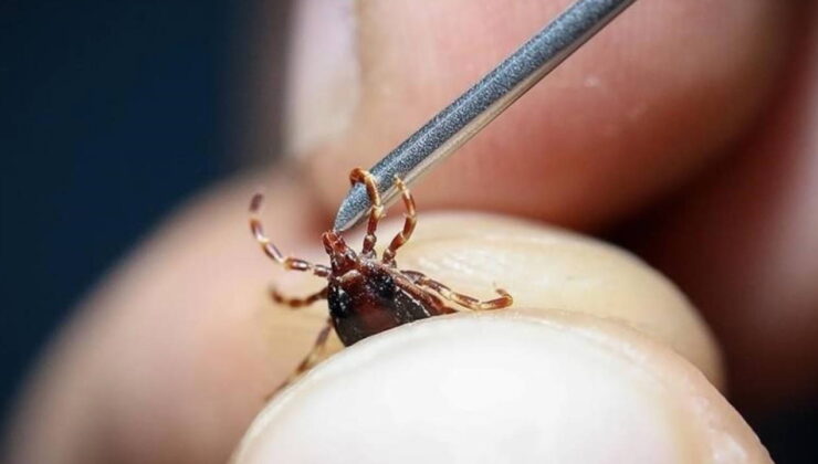 İstanbul’da kene var mı? İstanbul’daki keneler zararlı mı?