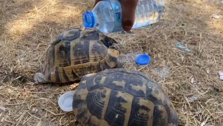 İzmir’deki orman yangınında kaplumbağalar alevlerin arasından kurtarıldı