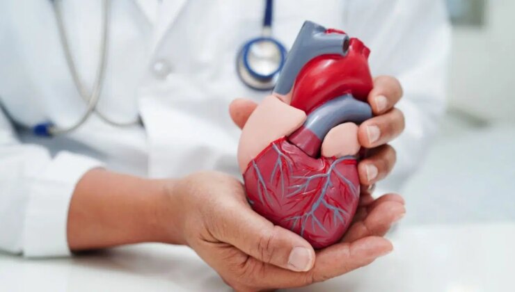 Kalpleri donör vücudu olmadan ‘başlatmak’ için yeni yöntemler geliştirildi