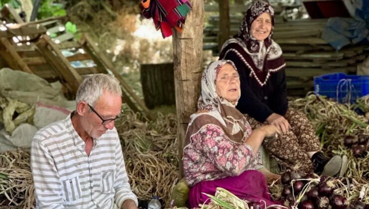 Kapıdağ’da sezonun ilk hasadı başladı