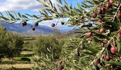 Karadeniz’deki 36 STK’den zeytinliklerin madenciliğe açılmasına ilişkin kanun teklifine tepki