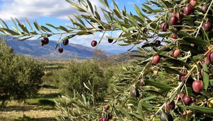 Karadeniz’deki 36 STK’den zeytinliklerin madenciliğe açılmasına ilişkin kanun teklifine tepki