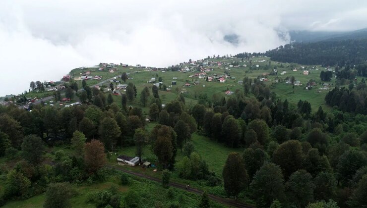 Karadeniz’in yaylalarına ‘sıcak’ göçü