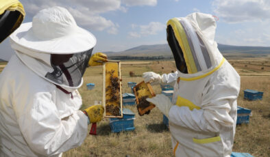 Kars’ta 2025’te 1.800 ton bal rekoltesi bekleniyor