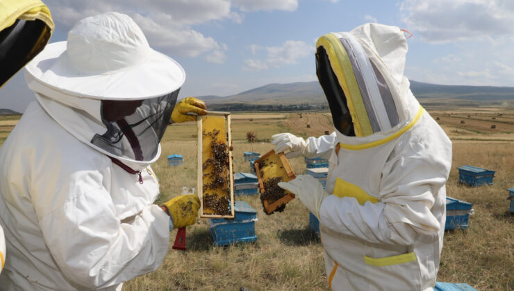 Kars’ta 2025’te 1.800 ton bal rekoltesi bekleniyor