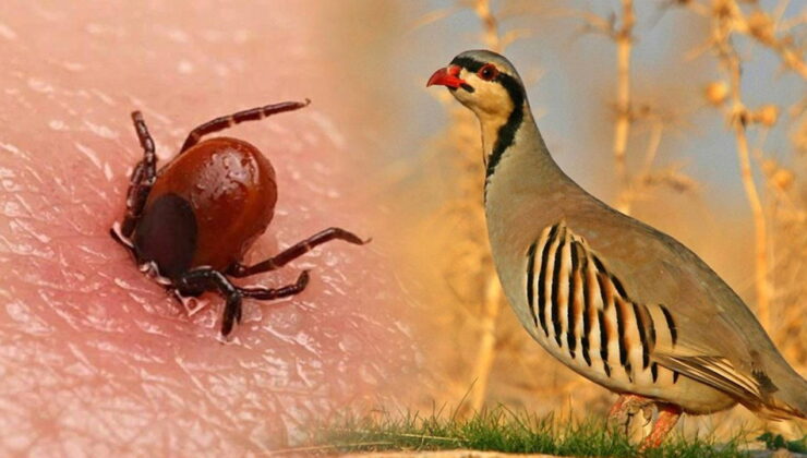 Kastamonu’da 2 bin 100 kınalı keklik doğaya bırakıldı