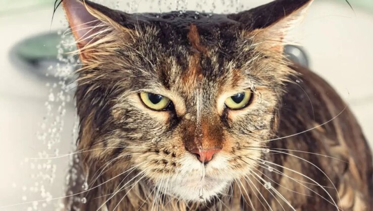 Kediler neden sudan nefret ediyor?