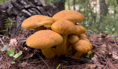 Kesinlikle tüketilmemesi gereken 4 mantar türü