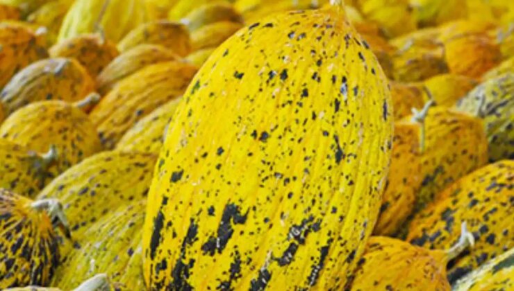 Kırkağaç Kavunu AB’den tescil alan 38. ürün oldu