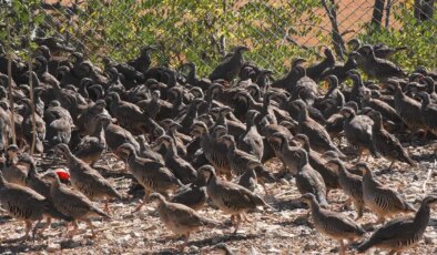 Kırklareli’nde 600 keklik doğaya bırakıldı